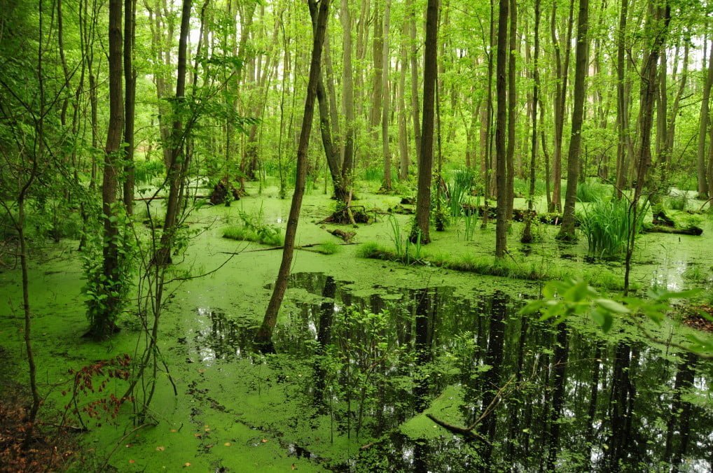 wetlands swamp alge water surface covered with great yellow cress in a forest in east germany t20 oegKVe Nature on prescription: wetlands project aims to boost mental health