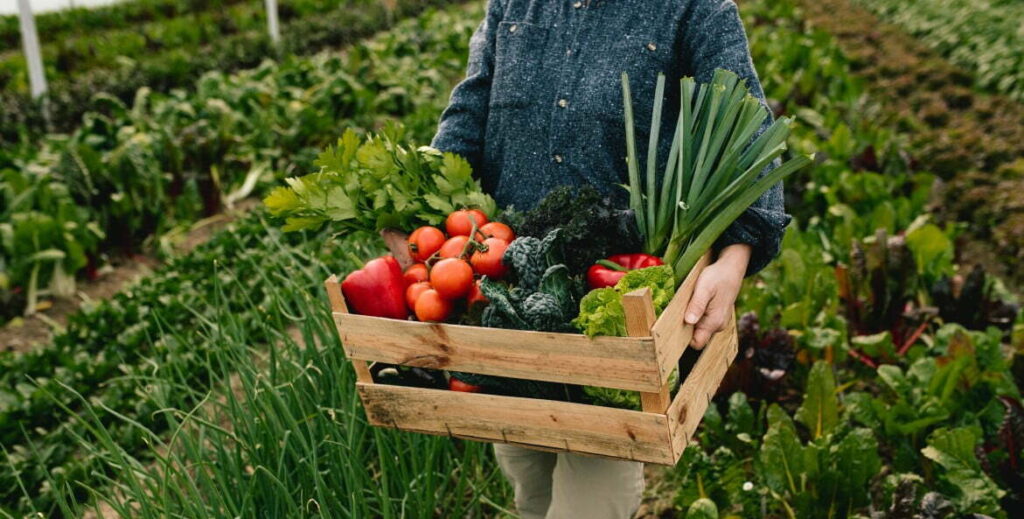 farm field organic greenhouse harvest vegetables groceries wooden box fresh produce t20 pLJVGe What Is Sustainable Gardening?