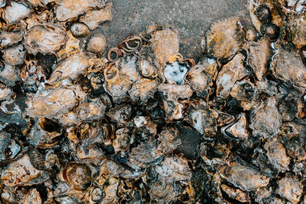 oyster shells on beach rock shell carcass nature background marine life t20 e9kXam Restoring Hong Kong’s Oyster Reefs, One Abandoned Oyster Farm At A Time
