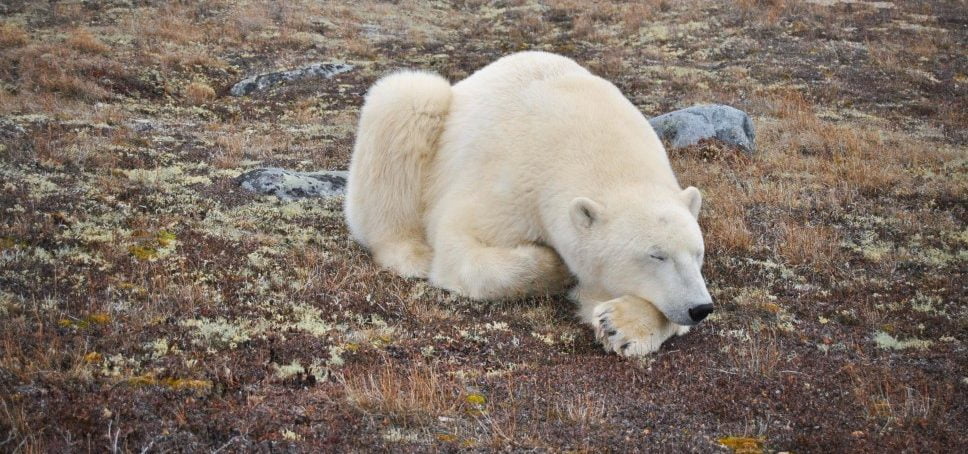 polar bear YMnO4a t20 6bzamN e1671661735598 Climate-Bomb Arctic Drilling Project Takes Another Blow