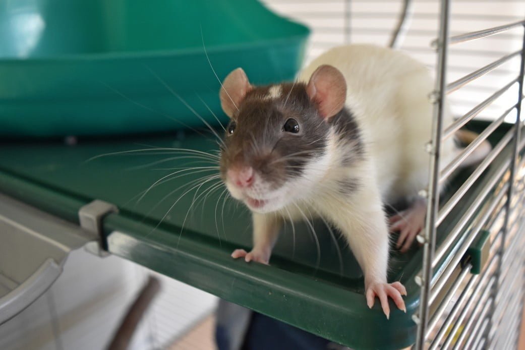 rat curious and funny copy space small animal furry friend exotic pet whiskers cute cuteness Magawa the rat retires after years of mine-sniffing in Cambodia