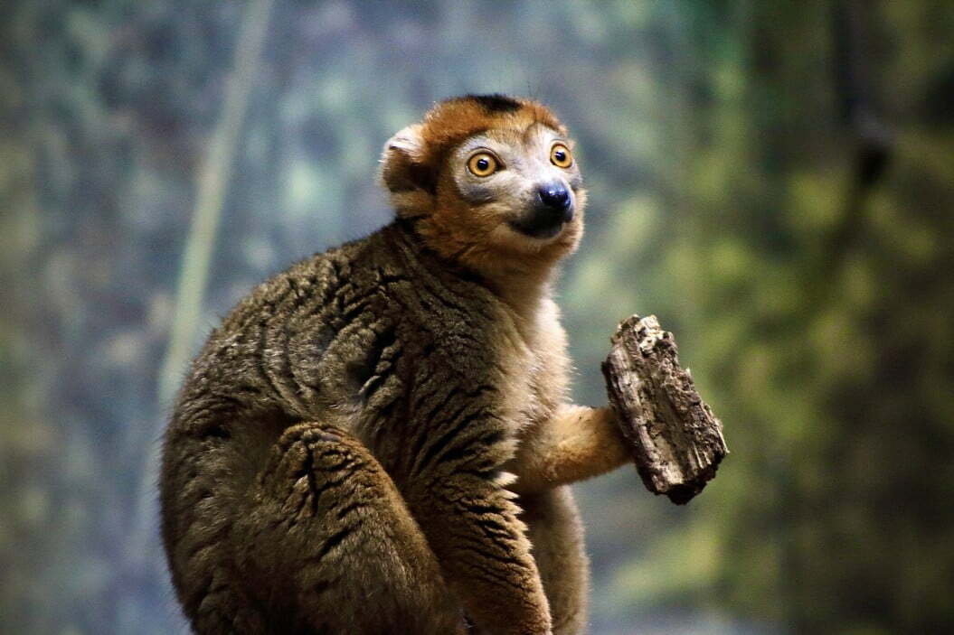 the crowned lemur is endemic to the dry deciduous forests of the northern tip of madagascar it eats a t20 nXo21n 5 Animal Species Named After Celebrities