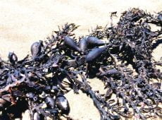 beached up seaweed on sandy beach on bright sunny summer day t20 xRWQ4Q e1665150548598 Here's How Argentina's Most Important Carbon Sink Will be Permanently Protected