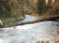downed tree over rushing river t20 RwmV2N e1665836686827 Rights for Rivers: Fighting for the Legal Rights of Nature