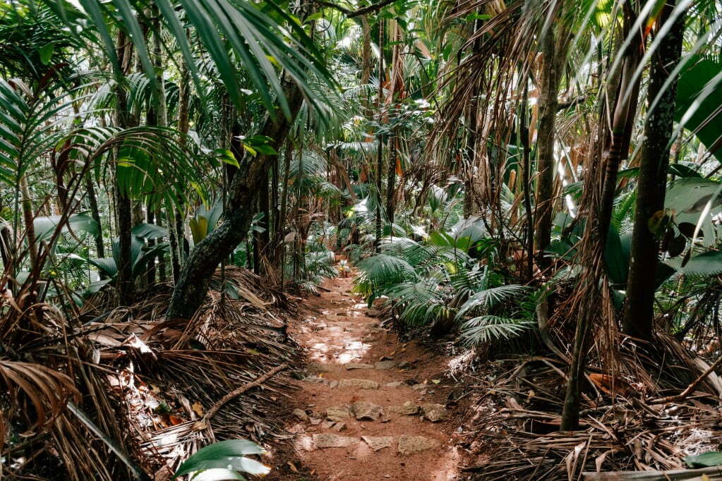 empty path in lush dense jungle with palm tree in valle de mai national park on seychelles islands t20 P0pdbd Scientists call for solving climate and biodiversity crises together