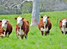 four cows in the countryside t20 YQo6Bm Microbes in cow stomachs can help recycle plastic