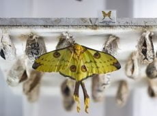 madagascar moon moth t20 E4A6BZ One Of World's Largest Moths Found In U.S. For The First Time
