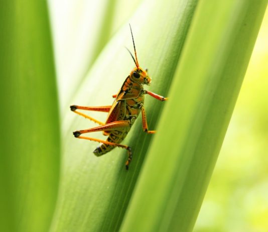 nature outdoors green green insect grasshopper green leaves filtered sunlight t20 yRwaEL How Three Companies are Solving Problems Using Biomimicry