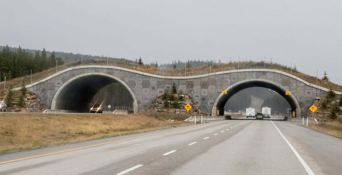 one of several wildlife crossings on the icefields parkway in banff national park alberta canada t20 BEyyQj World’s Largest Wildlife Crossing will Soon Stretch Across California’s Highway 101