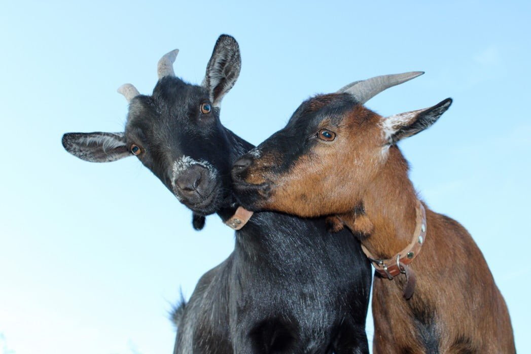 two funny goats having fun together the pygmy is a british breed of dwarf goat it is small compact t20 OzvbQb She Owes Her Big Environmental Prize To Goats Eating Plastic Bags
