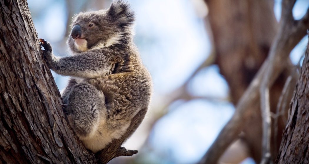 a baby koala sitting in a tree in the wild t20 JzLprw e1668007404995 Philanthropists Acquire Nearly 4,000 Hectares of NSW Koala Habitat for Conservation