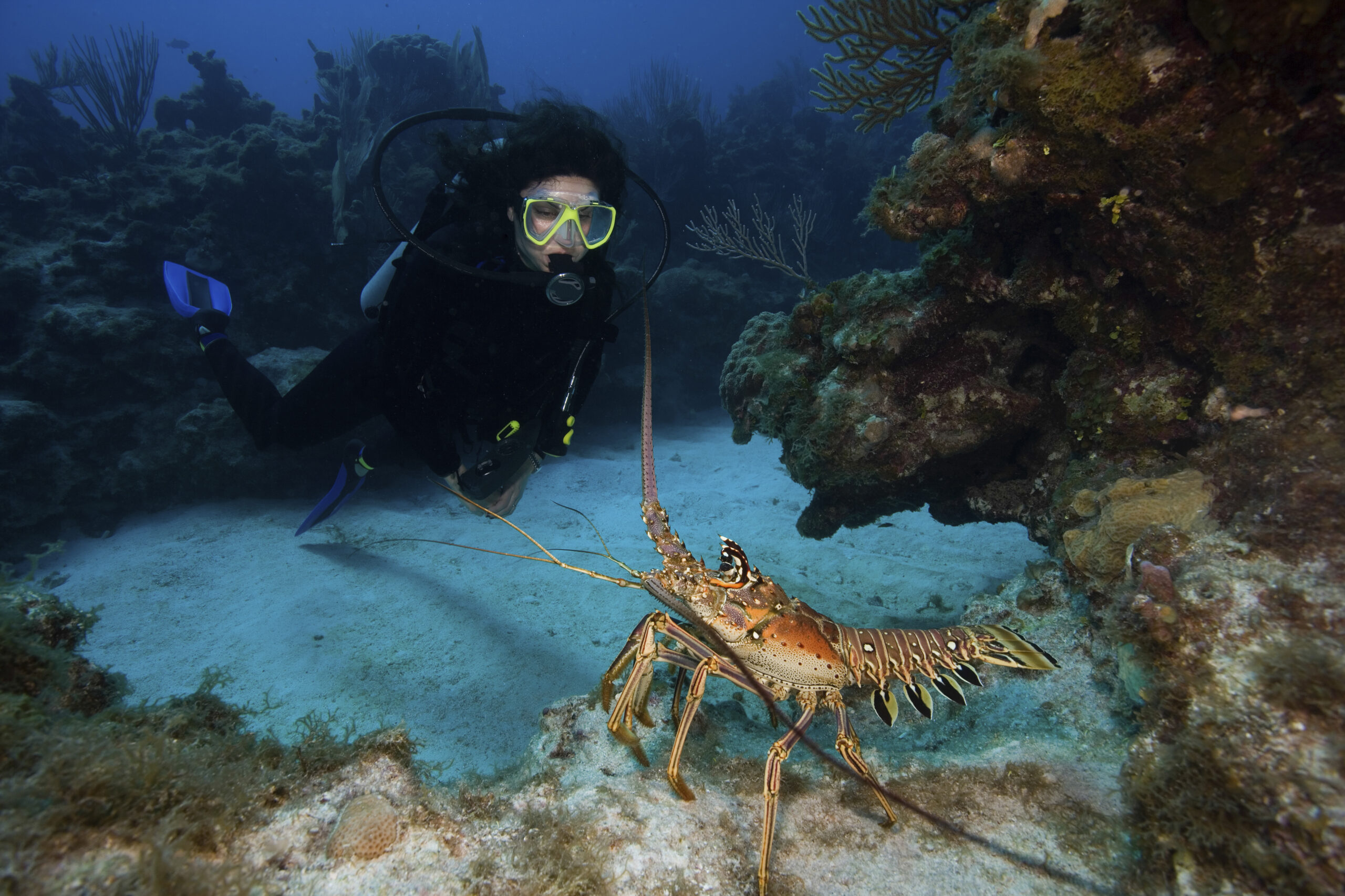 a spiny lobster panulirus argus intimidates a sc 2021 08 28 08 07 35 utc scaled Whole Foods Stop Selling Lobsters to Save Endangered Whales