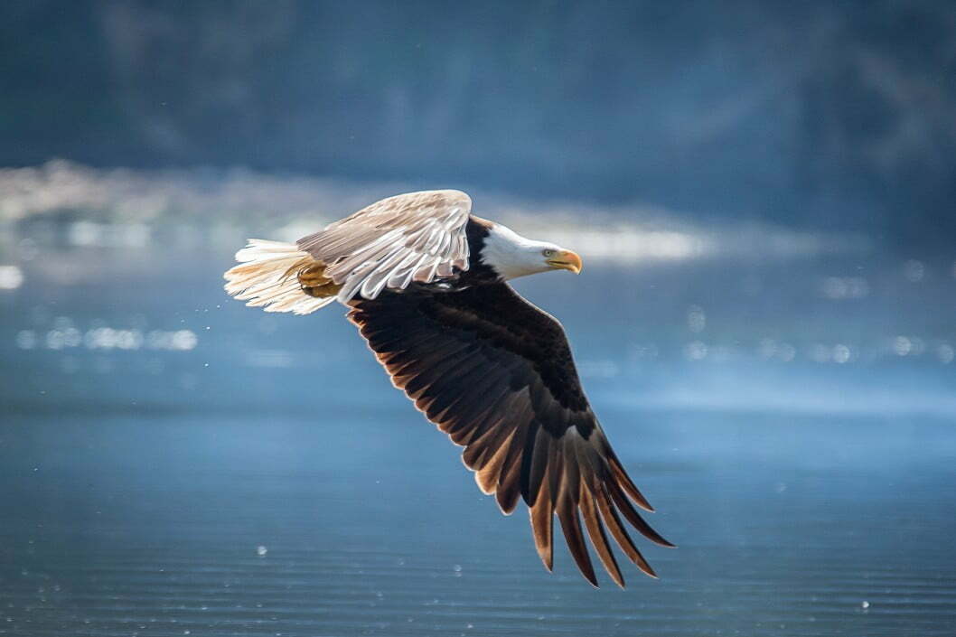 an american bald eagle flies low to the ground while hunting t20 091NRV New IUCN green status launched to help species ‘thrive, not just survive’