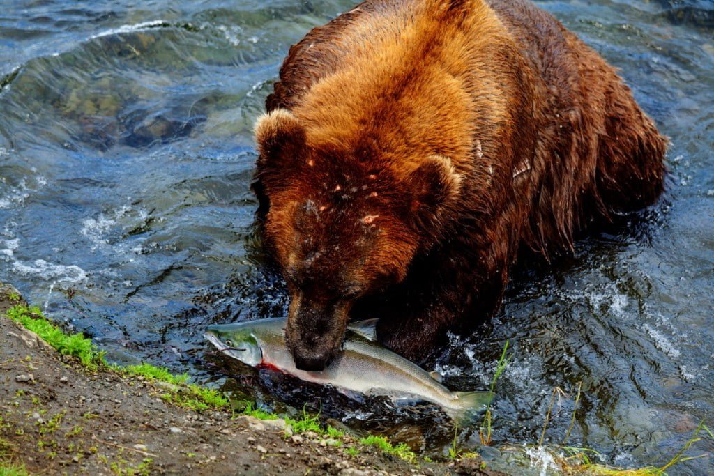 bear on alaska 87VQW2S Oceans can be Restored in 30 years