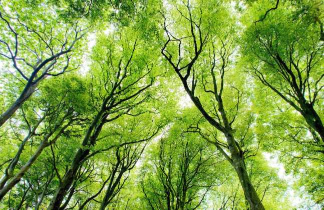 bright canopy forest plain Green Canopies, Forest Bathing and Shinrin-yoku