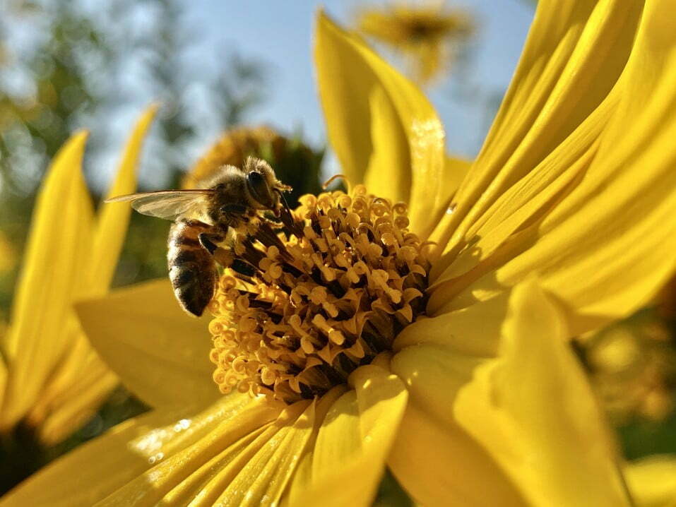 close up photo of a beautiful honey bee on a yellow Mini Yard Meadows Give Bees a Boost