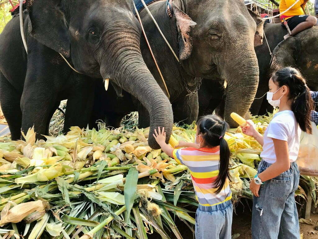 cute little asian girl is giving food to the big animal elephant reach out trunk to eat the cone that t20 Ba8QoZ How Wildlife Help Combat the Climate Crisis