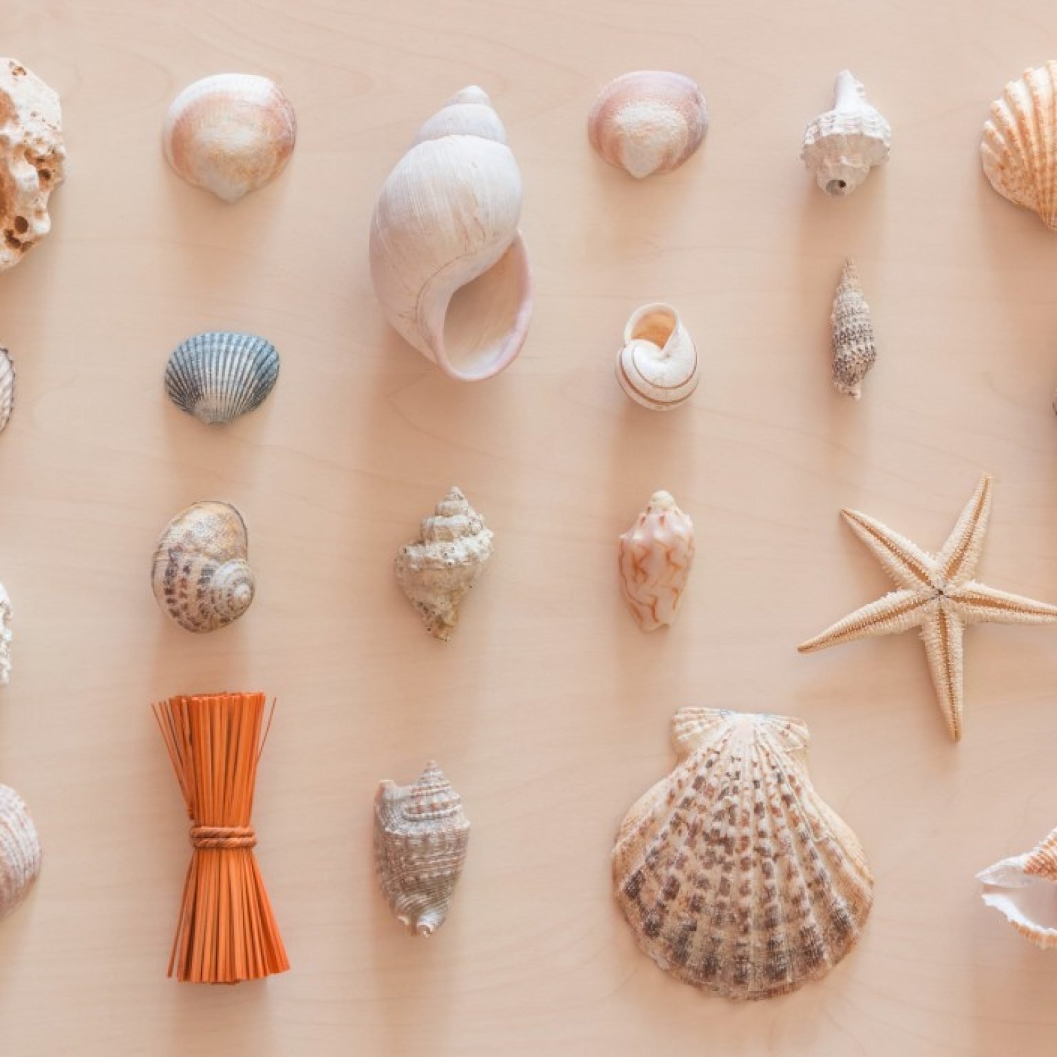 decoration by sea shells t20 BE8lBO Eight Innovative Materials and Products Made From Salvaged Seashells