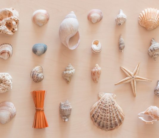 decoration by sea shells t20 BE8lBO Podcast: What can seashells tell us about the health of the oceans?