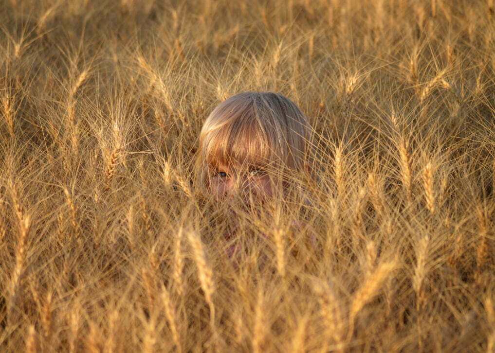 goldilocks camouflage in wyoming t20 RwVO2X Scientists look to wheatgrass to save dryland farming and capture carbon