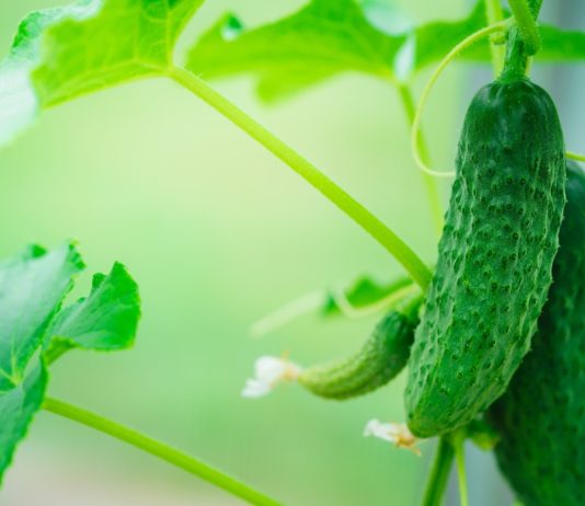 nature flower leaf plant food agriculture vegetable green cucumber greenhouse t20 lxj1o2 News Products Marketing Westmoreland turns to Apeel to eliminate single-use plastics for cucumbers