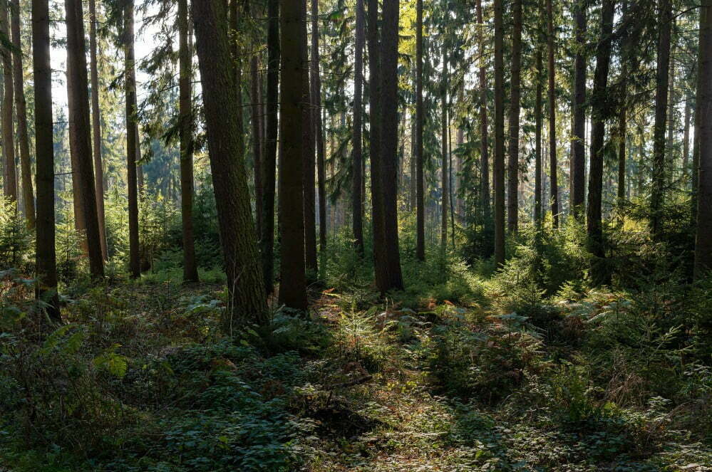 nature outdoors forest autumn trees pine trees herbst wald farn t20 OzrzyG Even Degraded Forests Are More Ecologically Valuable Than None, Study Shows