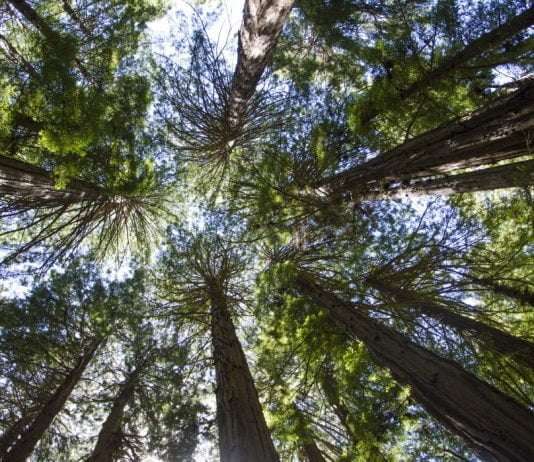 outdoors forest canopy trees redwoods national monument muir woods national parks centennial t20 XQGKy3 Protecting the World's Forests – Law Firm and Tree Planters Join Forces for Good
