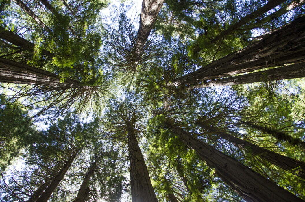 outdoors forest canopy trees redwoods national monument muir woods national parks centennial t20 XQGKy3 Tropical Forests Turn Down the Planet's Heat by 1C, Scientists Find
