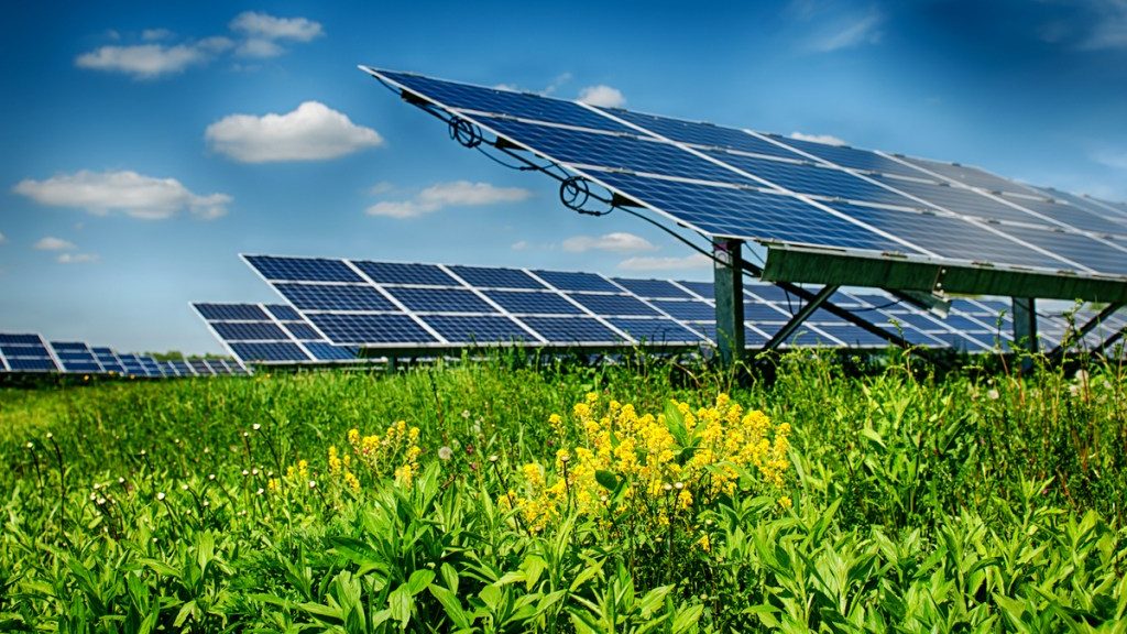 solar plant PADS7DX e1667049021713 Why Harvesting Solar Energy Is a Win for America’s Farmers
