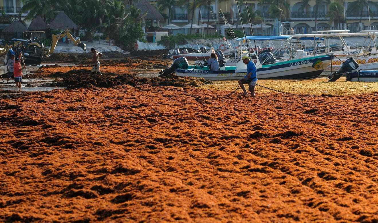 Detroit News Initiatives to tackle the problem on Mexico’s beautiful Caribbean beaches polluted with the Sargassum blooms