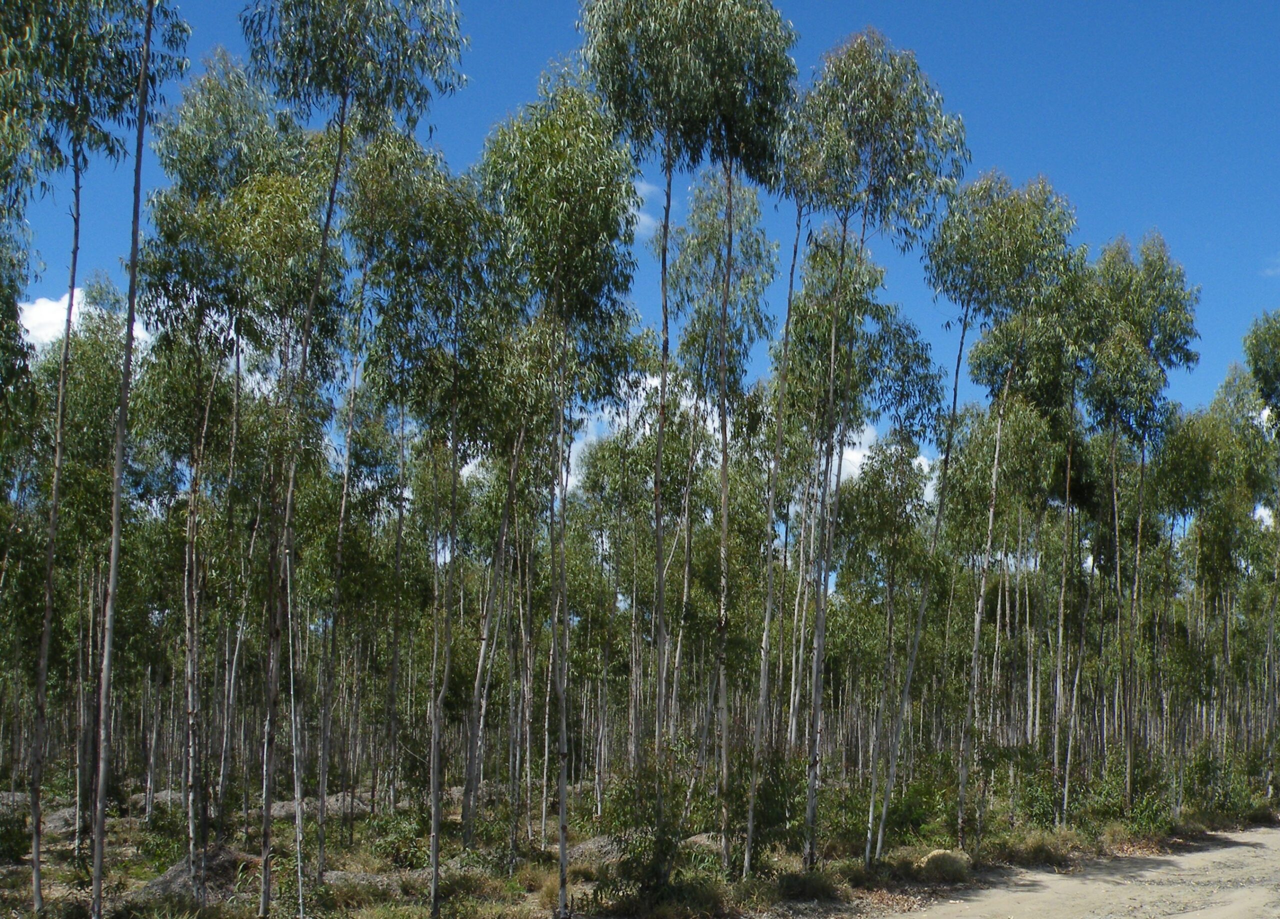 Harvested Eucalyptus citriodora trees scaled Working in harmony with nature: successful sustainability