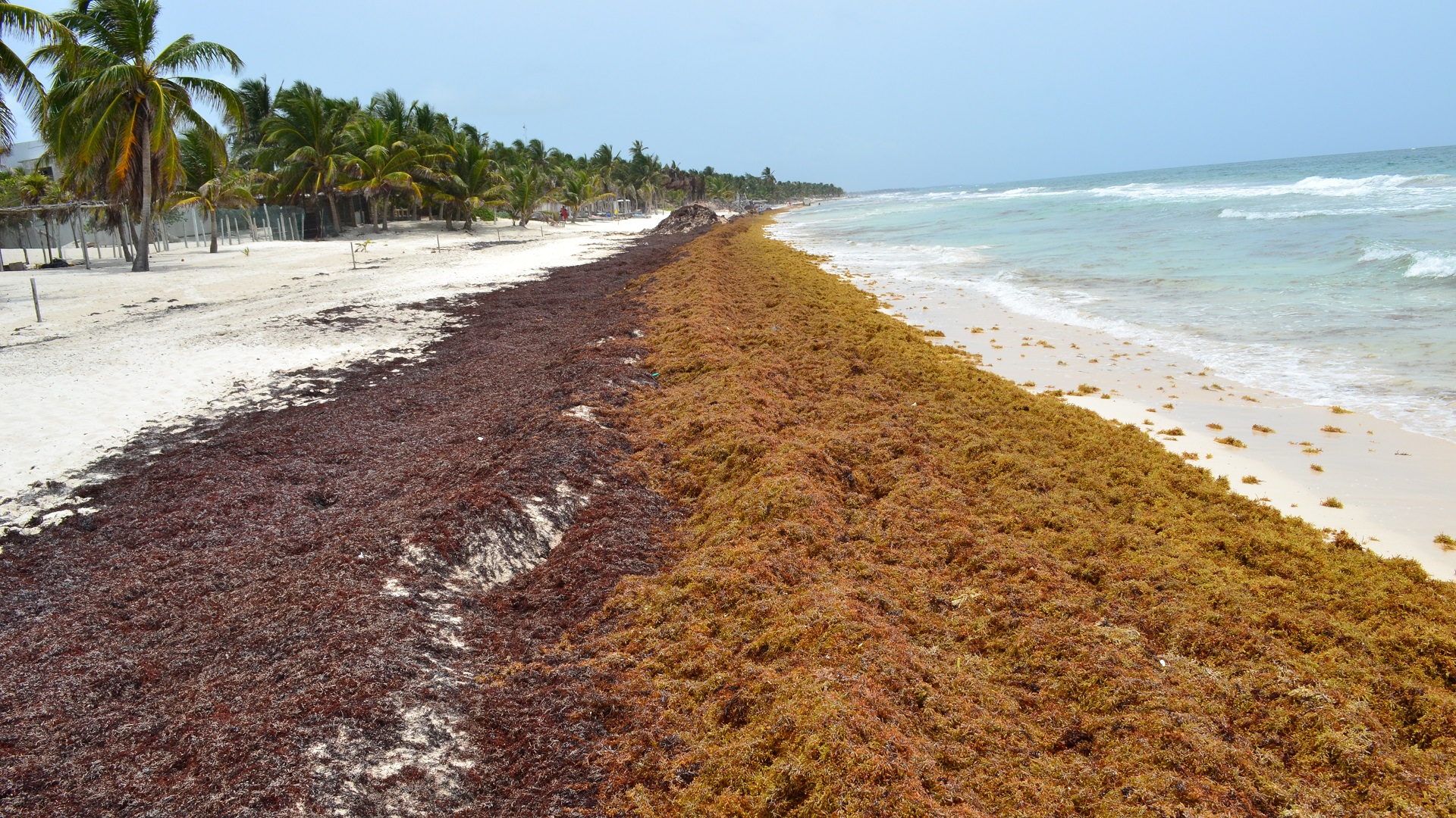 López Doriga Initiatives to tackle the problem on Mexico’s beautiful Caribbean beaches polluted with the Sargassum blooms