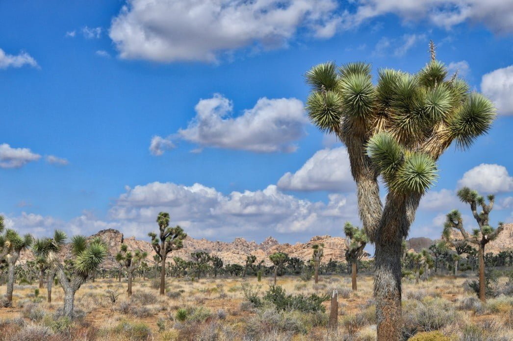 adventure desert clouds joshua tree national park mountains blue sky summer vacations joshua trees t20 1b3JyW What Should Farmers Grow in the Desert?