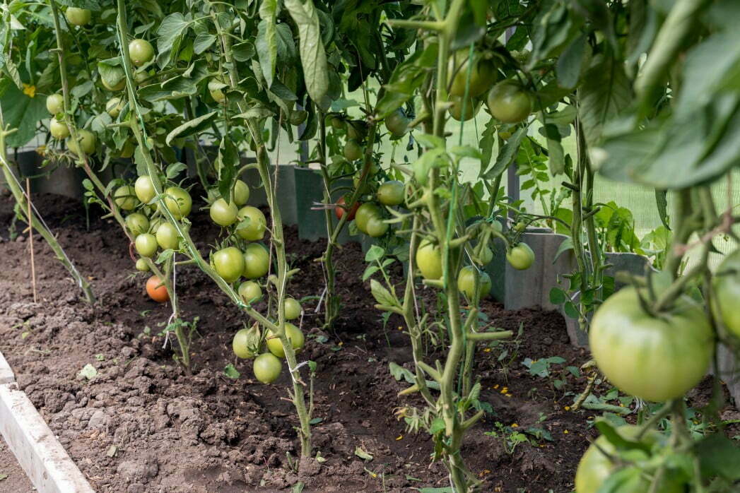 bunch of organic unripe green tomato in greenhouse homegrown gardening and agriculture concept eco t20 RJKgvJ The Regenerative Farm Working to Improve Soil Without Fertilisers