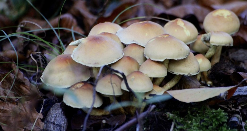 group of mushrooms nominated t20 JzpbdP e1665352693569 Mushroom Skins Could be the Secret to Recyclable Electronics