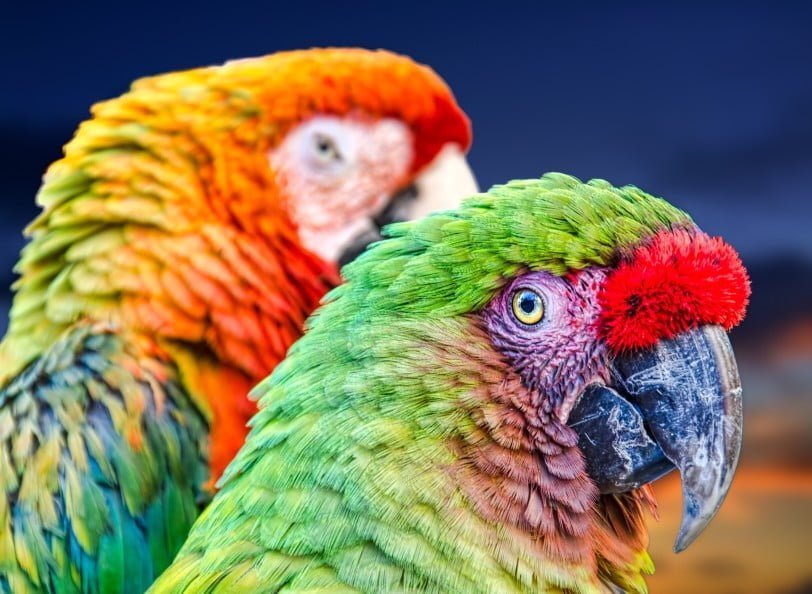 pair o parrots t20 1WPyZO World’s only alpine parrot may have moved to the mountains to avoid people