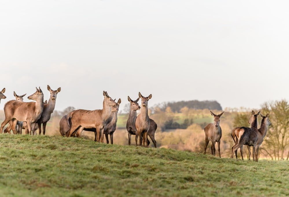 red deer t20 kooAYK Large herbivores can reduce forest fire risks