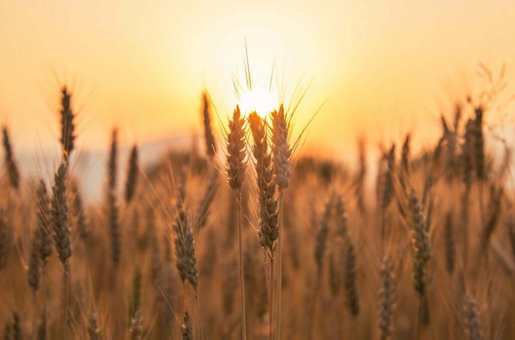 sunset over the wheat field photograph was taken in a village rodine slovenia macro of wheat and in t20 WKwOy4 Millet for the Environment and Better Nutrition