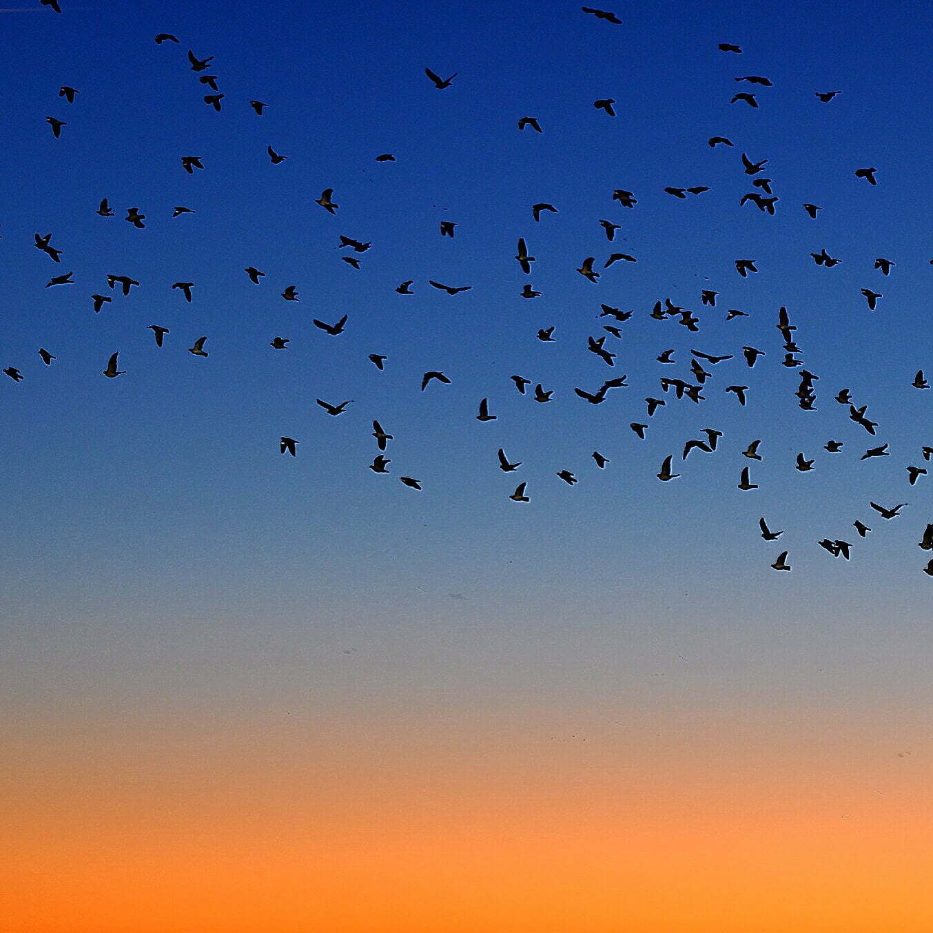 uruguay igersuruguay portadaigers rivera lagosdelnorte sky beautiful summer nature sunset birds t20 z2QdXJ Meet the Blind Birdwatcher Who Created a Sound Map of the Birds of Uruguay