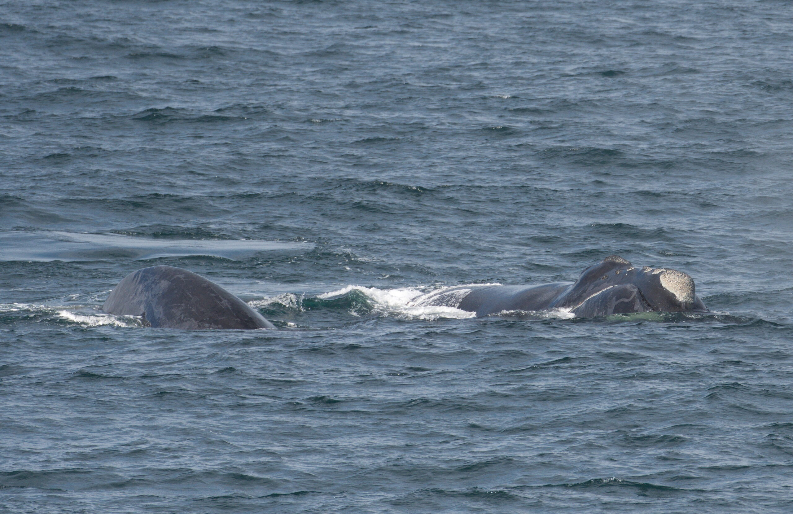 MML DY2107 20210821 S579 ACU 2294 scaled Why the Recent Sighting of Right Whales off Alaska is Such a Big Deal