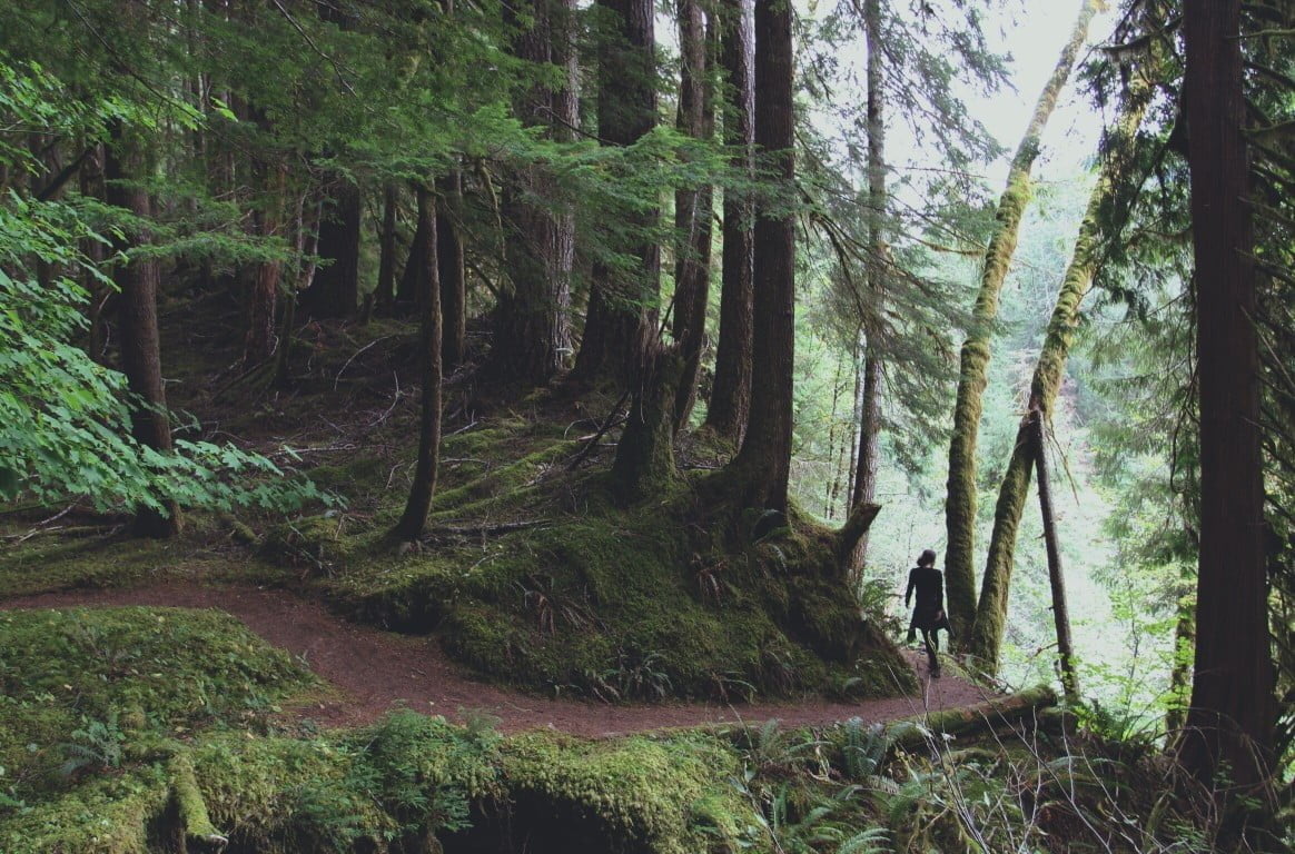 a walk amongst the 800 year old douglas fir and sitka spruce of olympic national park t20 RwvKlB The case for passive rewilding: 'If you love it, let it free'