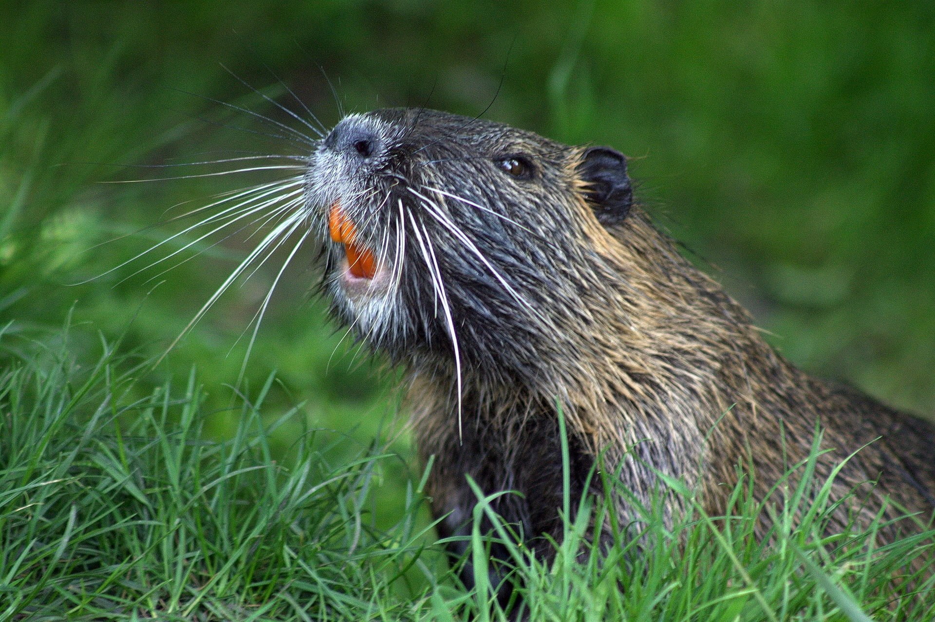 Beavers are helping the environment by building dams and creating wetlands. Image of a beaver with orange teeth.