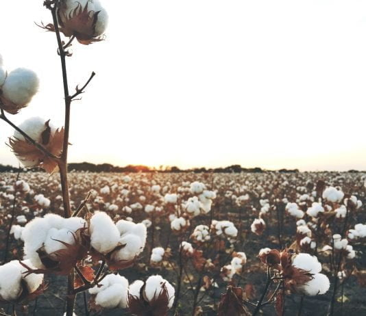 Why Sustainable Fashion Retailers Need to Cotton on to Provenance