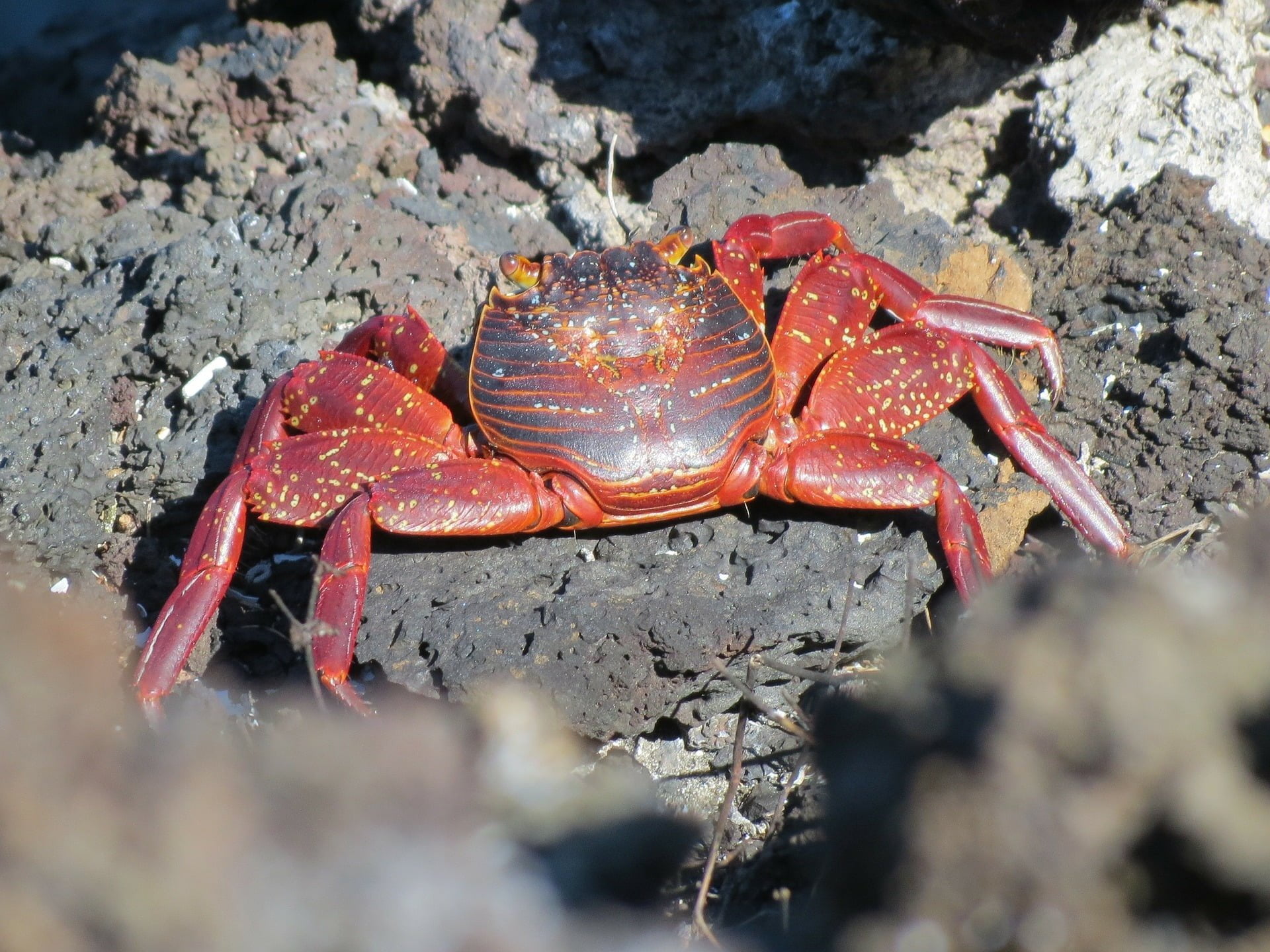 crab g3824c03fb 1920 Millions of crabs paint Christmas Island red
