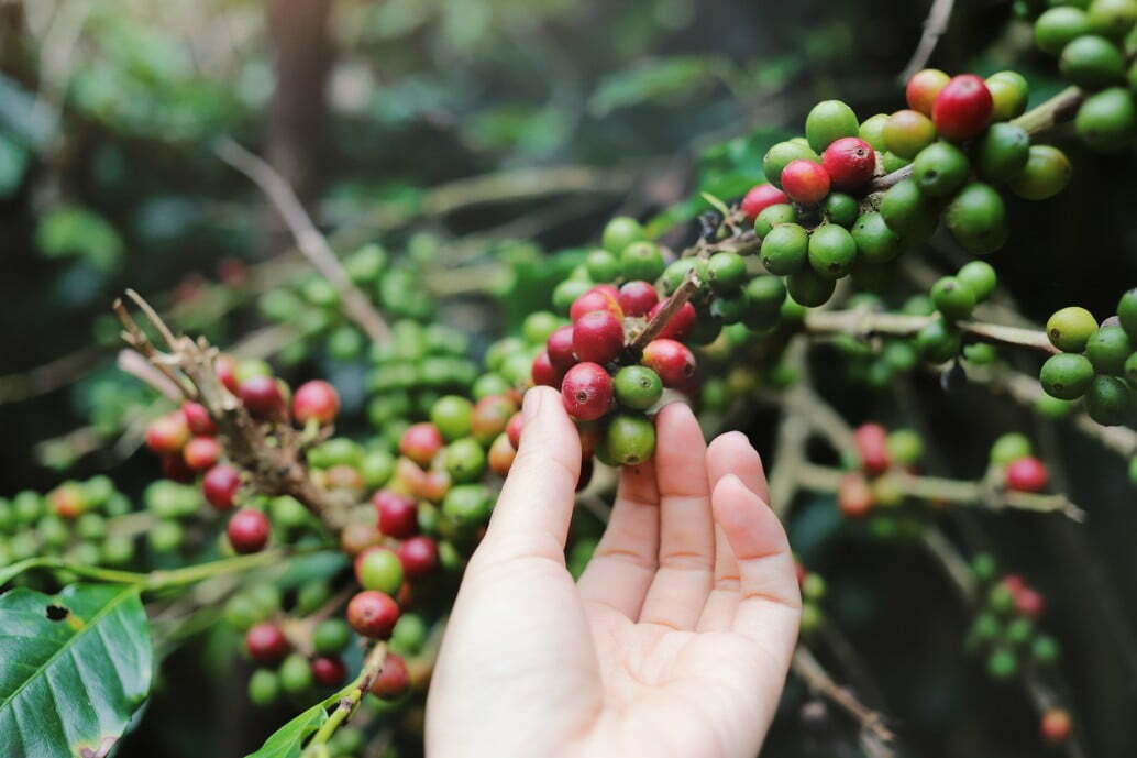 hand picking coffee beans from coffee plant tree t20 jojL6v Sicilian coffee dream a step closer as climate crisis upends farming