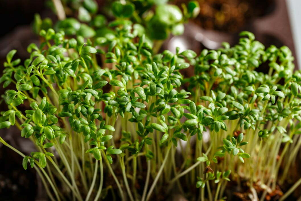 microgreen green sprout food vegetable leaf fresh salad healthy young organic seed plant This indoor garden grows microgreens in one week