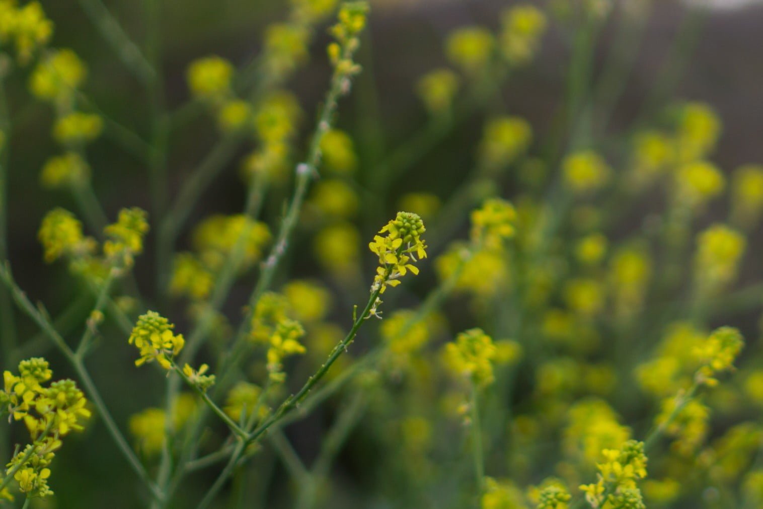 mustard plant t20 Zz14d0 Mustard-Based Fuel Could Reduce Aviation’s Carbon Footprint by 68%, Study Finds