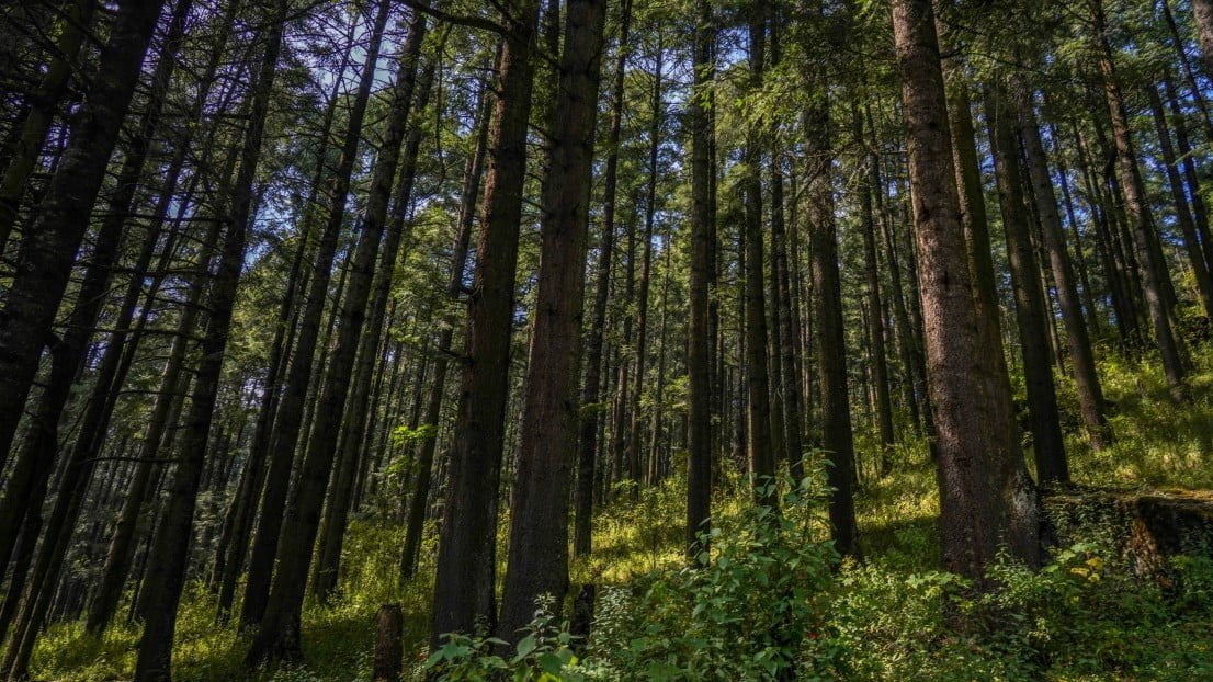 nature park forest landscape wood environment trees greenery global warming fair weather t20 eVbL1K ‘A Growing Machine’: Scotland Looks to Vertical Farming to Boost Tree Stocks
