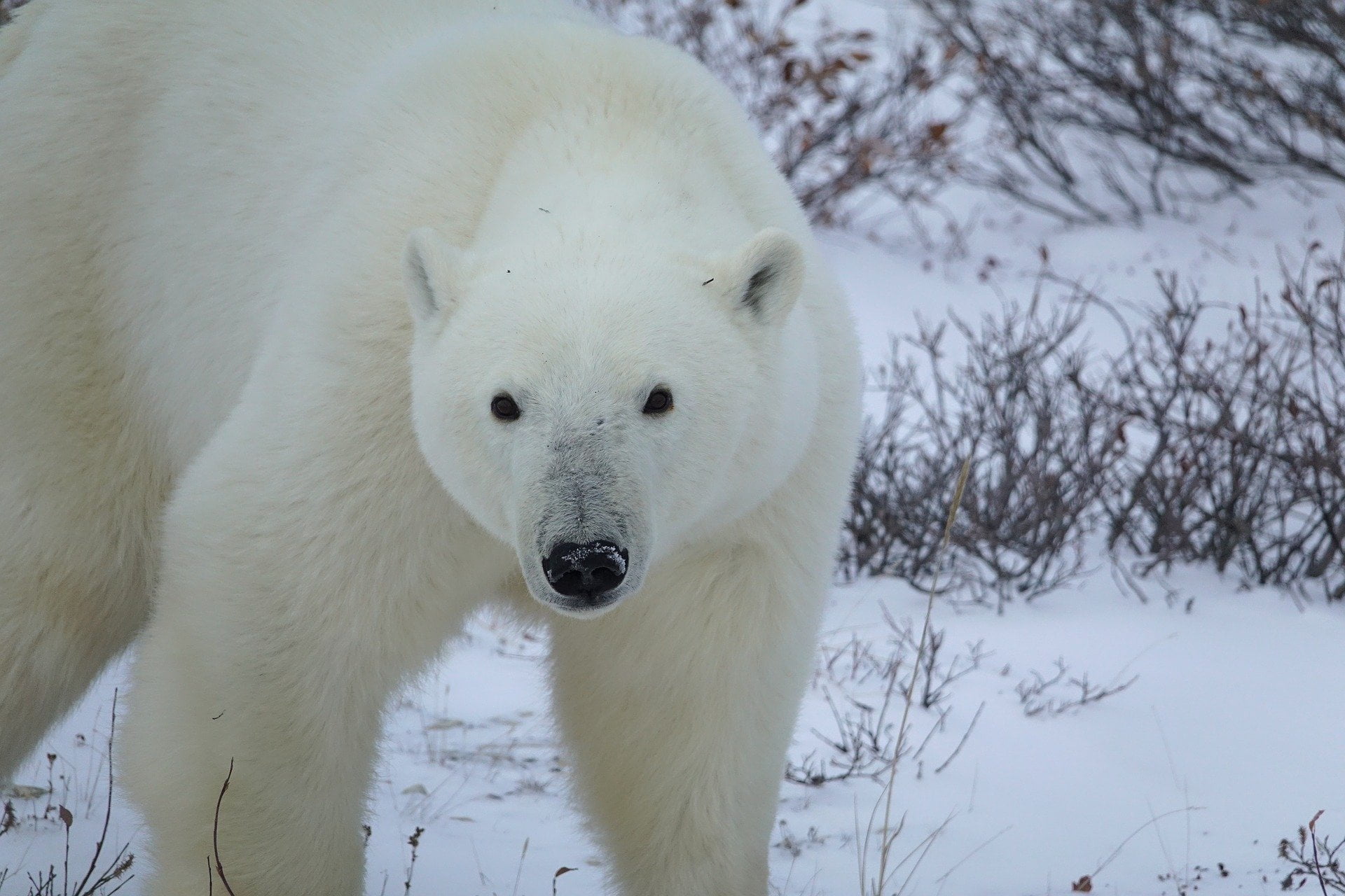 polar bear g3da24cd13 1920 Davis Strait Polar Bears in Eastern Canada Are Thriving According to New Survey