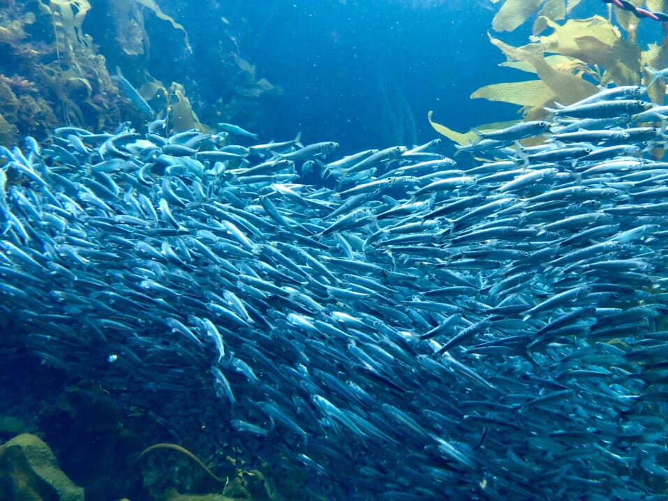 sardines e in underwater t20 pRg2bP Creating a “Living Seawall” in San Francisco Bay